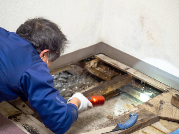 Best DIY Mold Remediation Support Services in Rocky Point, NY
