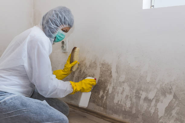 Best DIY Mold Remediation Support Services in Rocky Point, NY