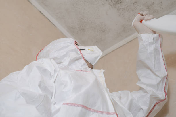 Best Mold Testing and Inspection Services in Rocky Point, NY