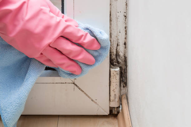 Best Post-Flood Mold Remediation in Rocky Point, NY
